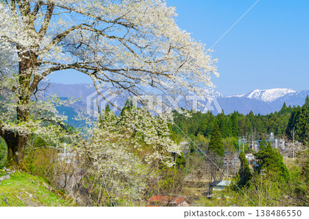 The large cherry tree of Tarumi, donated by Yabu City, Hyogo Prefecture, and the snow-capped Mt. Nogohakusan (Motosu City, Gifu Prefecture). The large cherry tree of Tarumi, donated by Yabu City, Hyogo Prefecture, and the snow-capped Mt. Nogohakusan (Motosu City, Gifu Prefecture). 138486550