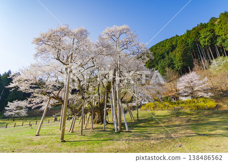 新谷臼住櫻花盛開(岐阜縣本棲市臼立公園) 新谷臼住櫻花盛開(岐阜縣本棲市臼立公園) 138486562