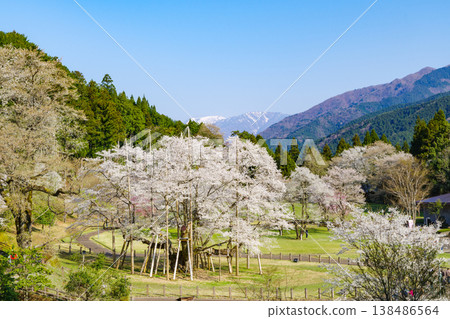 The Neodani Usuzumi cherry blossoms in full bloom and the snow-capped Nogohakusan mountain (Usuzumi Park, Motosu City, Gifu Prefecture) The Neodani Usuzumi cherry blossoms in full bloom and the snow-capped Nogohakusan mountain (Usuzumi Park, Motosu City, Gifu Prefecture) 138486564