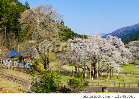 新谷臼住櫻花盛開(岐阜縣本棲市臼立公園) 新谷臼住櫻花盛開(岐阜縣本棲市臼立公園) 138486565