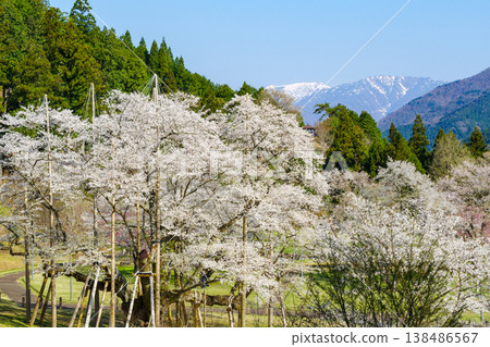盛開的新谷臼住櫻花和白雪皚皚的野後白山(岐阜縣本棲市臼立公園) 盛開的新谷臼住櫻花和白雪皚皚的野後白山(岐阜縣本棲市臼立公園) 138486567