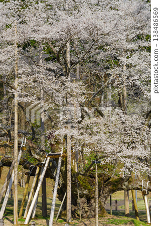 The Neodani Usuzumi cherry blossoms in full bloom (Usuzumi Park, Motosu City, Gifu Prefecture) The Neodani Usuzumi cherry blossoms in full bloom (Usuzumi Park, Motosu City, Gifu Prefecture) 138486569