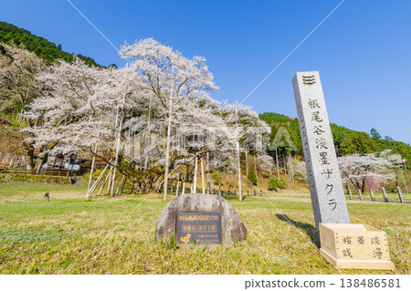 The Neodani Usuzumi cherry blossoms in full bloom (Usuzumi Park, Motosu City, Gifu Prefecture) 138486581