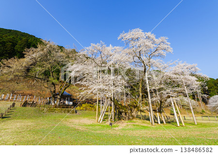 新谷臼住櫻花盛開(岐阜縣本棲市臼立公園) 新谷臼住櫻花盛開(岐阜縣本棲市臼立公園) 138486582