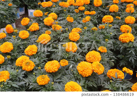 yellow and orange colored marigold flower plant on farm for harvest yellow and orange colored marigold flower plant on farm for harvest 138486619