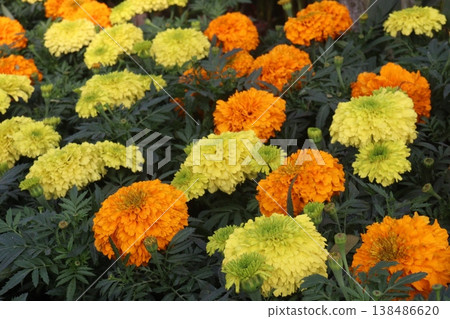 yellow and orange colored marigold flower plant on farm for harvest yellow and orange colored marigold flower plant on farm for harvest 138486620