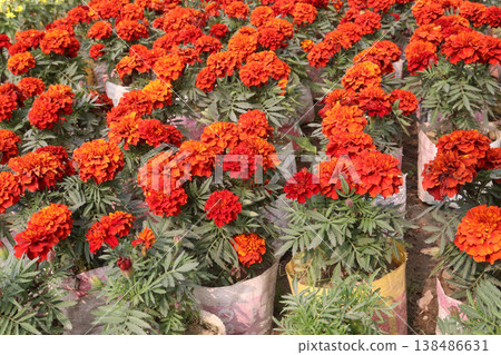 yellow and orange colored marigold flower plant on farm for harvest yellow and orange colored marigold flower plant on farm for harvest 138486631