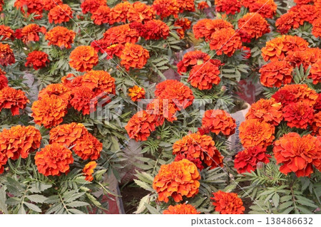 yellow and orange colored marigold flower plant on farm for harvest yellow and orange colored marigold flower plant on farm for harvest 138486632