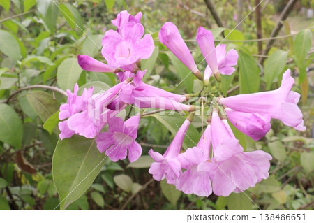 Mansoa alliacea or garlic vine or ajo sacha flower plant on farm Mansoa alliacea or garlic vine or ajo sacha flower plant on farm 138486651