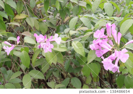 Mansoa alliacea or garlic vine or ajo sacha flower plant on farm Mansoa alliacea or garlic vine or ajo sacha flower plant on farm 138486654