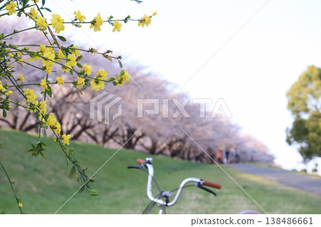 自行車道兩旁種滿了櫻花樹。 自行車道兩旁種滿了櫻花樹。 138486661