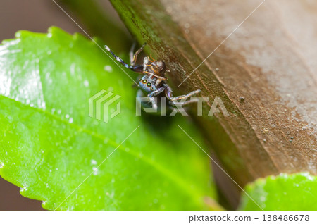 Aoobi Hetri 138486678