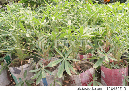 Lupinus polyphyllus, garden lupin flower plant farm for harvest are cash crops Lupinus polyphyllus, garden lupin flower plant farm for harvest are cash crops 138486743