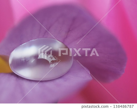 一滴水靜靜地落在花瓣上:微距攝影(美食、美、微距) 一滴水靜靜地落在花瓣上:微距攝影(美食、美、微距) 138486787