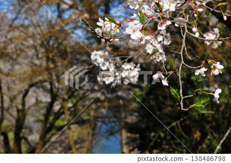 beautiful cherry blossoms beautiful cherry blossoms 138486798