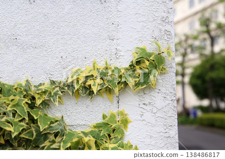 Green ivy leaves growing on wall Green ivy leaves growing on wall 138486817