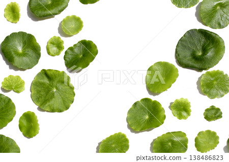 Fresh green centella asiatica leaves Fresh green centella asiatica leaves 138486823