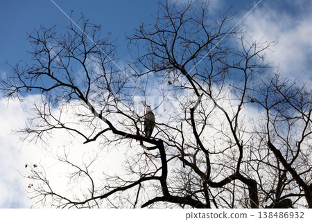 Wild bird resting on leafless tree against cloudy sky Wild bird resting on leafless tree against cloudy sky 138486932