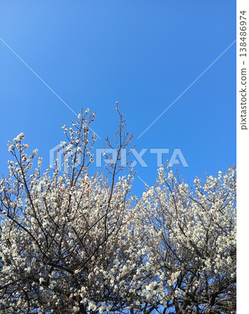 White plum blossoms on an old tree stand out against the blue sky on a country road in early spring. White plum blossoms on an old tree stand out against the blue sky on a country road in early spring. 138486974