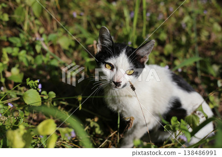 Black and white kitten in grass Black and white kitten in grass 138486991
