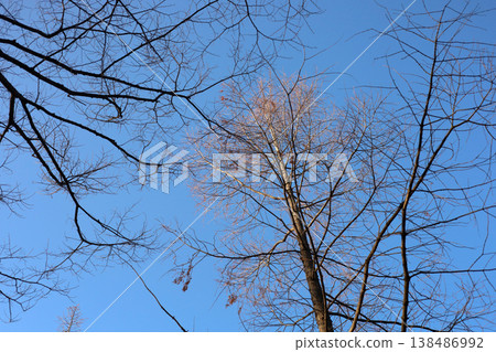 Leafless trees against blue sky in winter Leafless trees against blue sky in winter 138486992