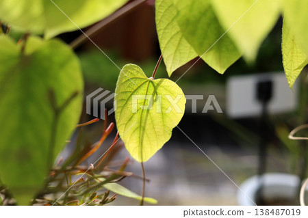 Detailed veins of a green leaf under bright sun rays. 138487019