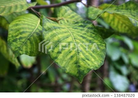 Green patterned leaves on tropical plant in garden Green patterned leaves on tropical plant in garden 138487020