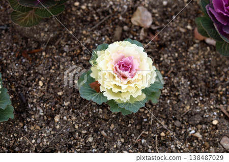 Beautiful ornamental cabbages in a garden. 138487029