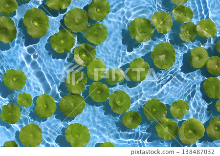 Green pennywort leaves floating on clear blue rippling water. 138487032