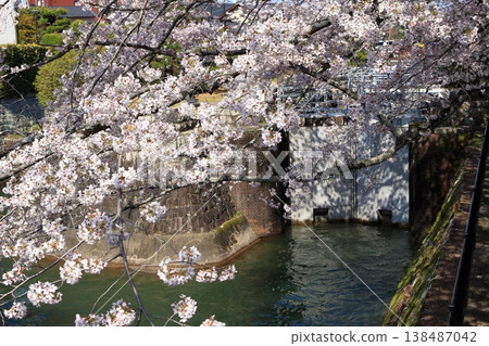 Cherry blossoms in full bloom and the gate of the Lake Biwa Canal. Cherry blossoms in full bloom and the gate of the Lake Biwa Canal. 138487042