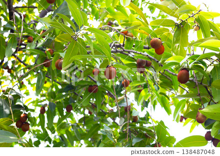 Diospyros areolata fruits hanging on tree Diospyros areolata fruits hanging on tree 138487048