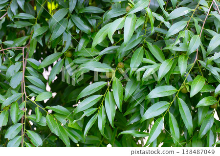 Diospyros gracilis fruits on a branch. Diospyros gracilis fruits on a branch. 138487049