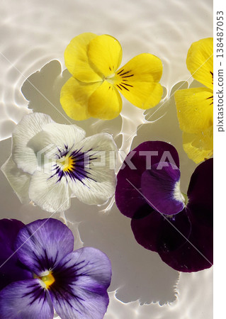 Colorful pansy flowers floating on clear rippling water Colorful pansy flowers floating on clear rippling water 138487053