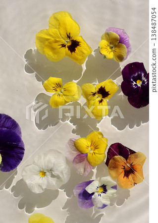 Colorful pansy flowers floating on clear rippling water 138487054