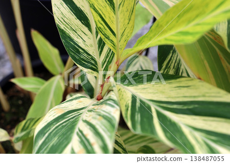Variegated tropical plant leaves with green and cream patterns, Alpinia zerumbet Variegata 138487055