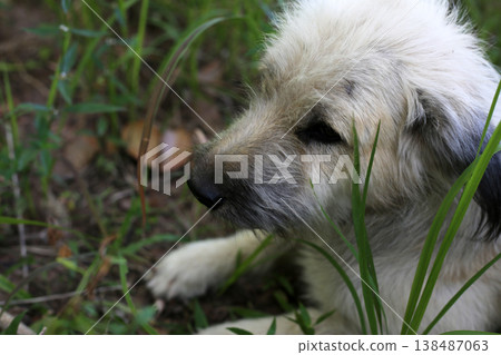 Scruffy white dog looking sitting in high grass Scruffy white dog looking sitting in high grass 138487063