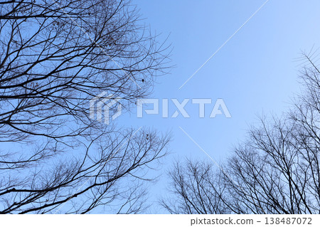 Tree branches against blue winter sky Tree branches against blue winter sky 138487072