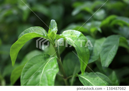 Green leaves of Justicia betonica in garden Green leaves of Justicia betonica in garden 138487082