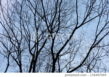 Winter tree silhouette with branches against sky Winter tree silhouette with branches against sky 138487084