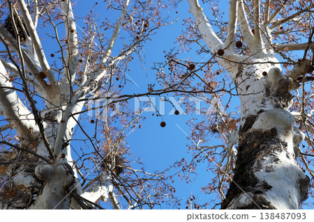 Bare plane tree branches with seed balls against blue sky 138487093