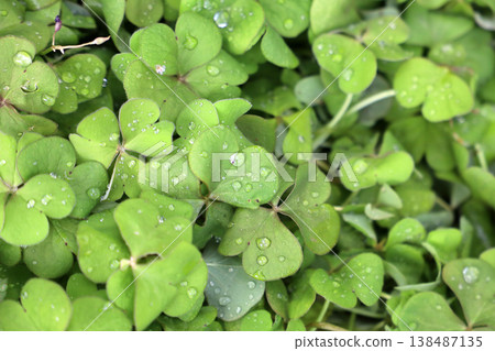 Wet shamrock plants with rain droplets. Wet shamrock plants with rain droplets. 138487135