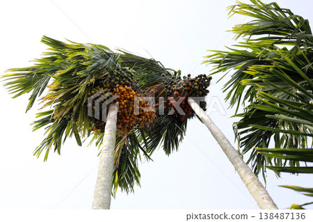 Betel nuts growing on a palm. Betel nuts growing on a palm. 138487136