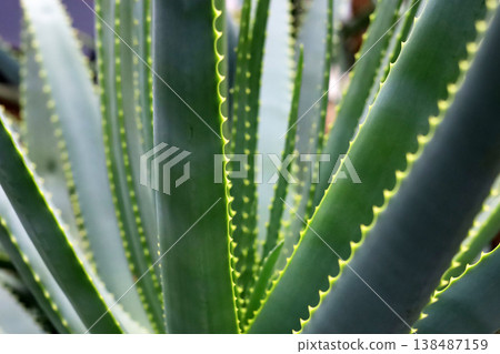 Close-up of sharp green leaves on an Aloe Vera plant. 138487159