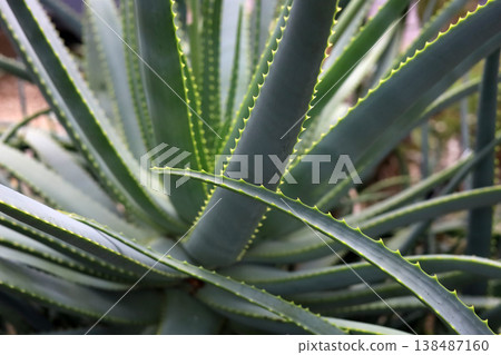 Close-up of sharp green leaves on an Aloe Vera plant. 138487160