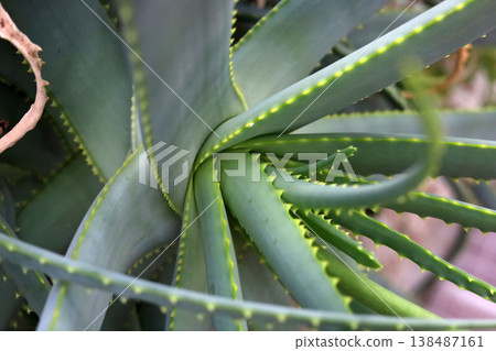 Close-up of sharp green leaves on an Aloe Vera plant. 138487161