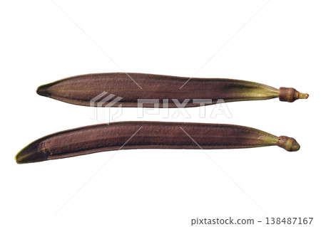 Long brown Oroxylum indicum seed pod. 138487167