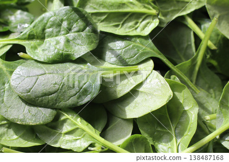 Spinach leaves isolated on white background Spinach leaves isolated on white background 138487168