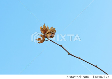 Dried seed pods on branches against blue sky background 138487173