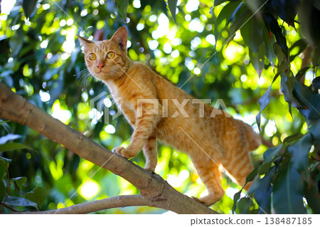 An orange cat standing on a tree branch outdoors. An orange cat standing on a tree branch outdoors. 138487185