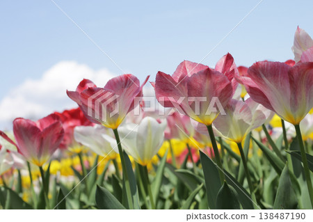 Beautiful tulip in flower garden Beautiful tulip in flower garden 138487190